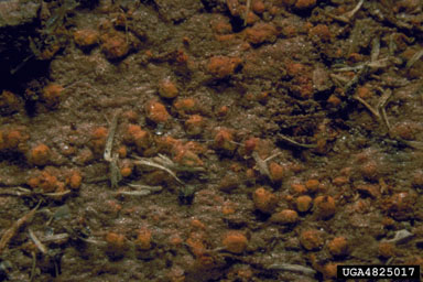 eucalyptus canker (Cryphonectria cubensis ) on grand eucalyptus (Eucalyptus grandis ) - 4825017