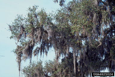 Spanish moss (Tillandsia usneoides ) on live oak (Quercus virginiana ) - 4825024
