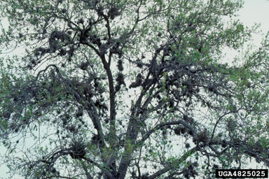small ballmoss (Tillandsia recurvata ) on oak (Quercus spp. ) - 4825025