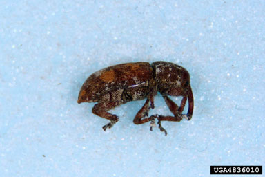 white pine weevil, Pissodes strobi  (Coleoptera: Curculionidae) - 4836010
