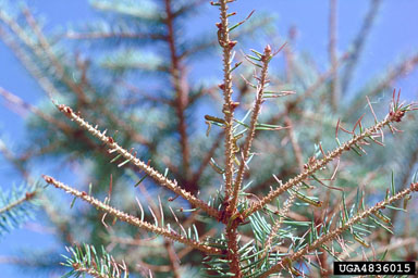 yellowheaded spruce sawfly, Pikonema alaskensis  (Hymenoptera: Tenthredinidae) - 4836015