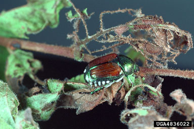 Japanese beetle, Popillia japonica  (Coleoptera: Scarabaeidae) - 4836022