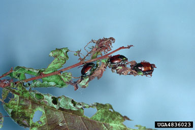 Japanese beetle, Popillia japonica  (Coleoptera: Scarabaeidae) - 4836023