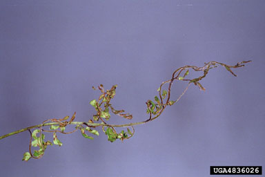 honeylocust pod gall midge, Dasineura gleditchiae  (Diptera: Cecidomyiidae) - 4836026
