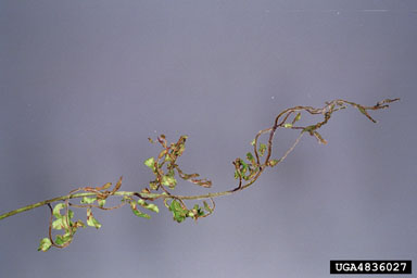 honeylocust pod gall midge, Dasineura gleditchiae  (Diptera: Cecidomyiidae) - 4836027