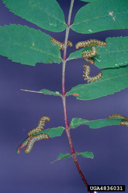 mountain-ash sawfly, Pristiphora geniculata  (Hymenoptera: Tenthredinidae) - 4836031