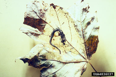 maple trumpet skeletonizer, Catastega aceriella  (Lepidoptera: Tortricidae) - 4836037