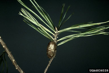 introduced pine sawfly, Diprion similis  (Hymenoptera: Diprionidae) - 4836039