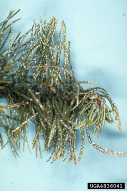pine needle scale, Chionaspis pinifoliae  (Hemiptera: Diaspididae) - 4836041