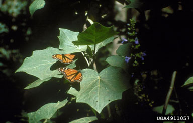 monarch butterfly, Danaus plexippus  (Lepidoptera: Nymphalidae) - 4911057