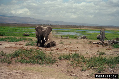 African Elephant, Loxodonta africana  (Proboscidea: Elephantidae) - 4911062