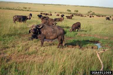 cape buffalo, Syncerus caffer caffer (Artiodactyla: Bovidae) - 4911069