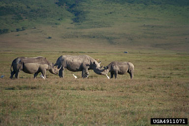 African black rhinoceros, Diceros bicornis  (Perissodactyla: Rhinocerotidae) - 4911071