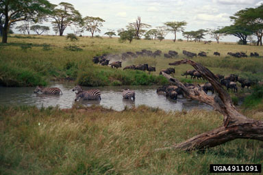 wildebeest, Connochaetes taurinus  (Artiodactyla: Bovidae) - 4911091