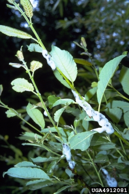 spittlebug (Aphrophora salicina ) on willow (Salix spp. ) - 4912081