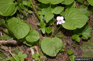 small white violet, Viola macloskeyi  (Violales: Violaceae) - 5000077