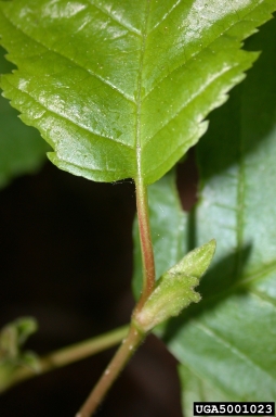 gray alder, Alnus incana  (Fagales: Betulaceae) - 5001023
