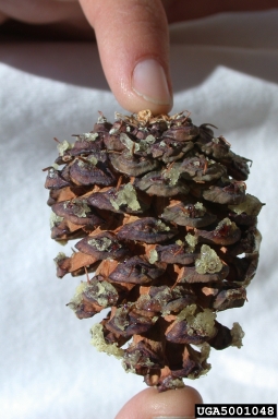 bristlecone pine, Pinus aristata  (Pinales: Pinaceae) - 5001048