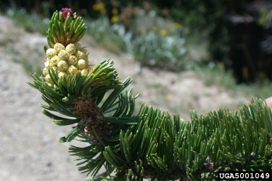 bristlecone pine, Pinus aristata  (Pinales: Pinaceae) - 5001049