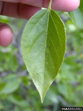 balsam poplar, Populus balsamifera  (Salicales: Salicaceae) - 5001051