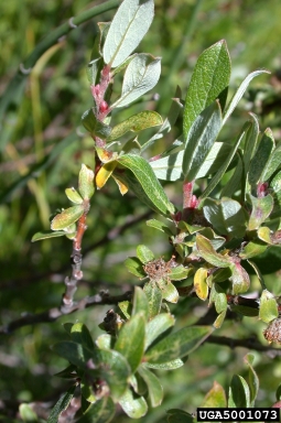 shortfruit willow, Salix brachycarpa  (Salicales: Salicaceae) - 5001073