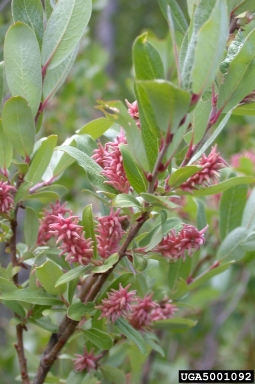 diamondleaf willow, Salix planifolia  (Salicales: Salicaceae) - 5001092