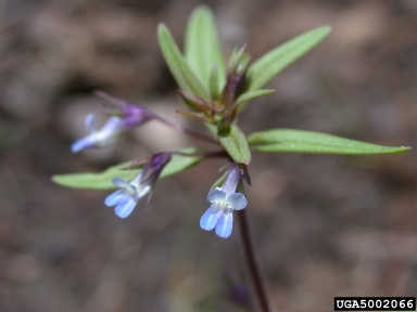 maiden blue eyed mary, Collinsia parviflora  (Scrophulariales: Scrophulariaceae) - 5002066