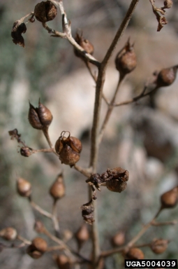lanceleaf figwort, Scrophularia lanceolata  (Scrophulariales: Scrophulariaceae) - 5004039
