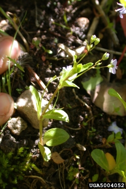American speedwell, Veronica americana  (Scrophulariales: Scrophulariaceae) - 5004052