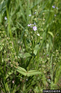 water speedwell, Veronica anagallis-aquatica  (Scrophulariales: Scrophulariaceae) - 5004059