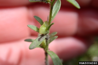 purslane speedwell, Veronica peregrina  (Scrophulariales: Scrophulariaceae) - 5004060
