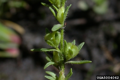 purslane speedwell, Veronica peregrina  (Scrophulariales: Scrophulariaceae) - 5004062