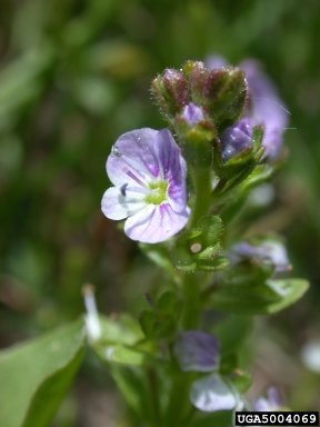 thymeleaf speedwell, Veronica serpyllifolia  (Scrophulariales: Scrophulariaceae) - 5004069