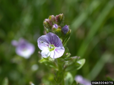 thymeleaf speedwell, Veronica serpyllifolia  (Scrophulariales: Scrophulariaceae) - 5004075