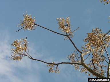 chinaberry, Melia azedarach  (Sapindales: Meliaceae) - 5005003