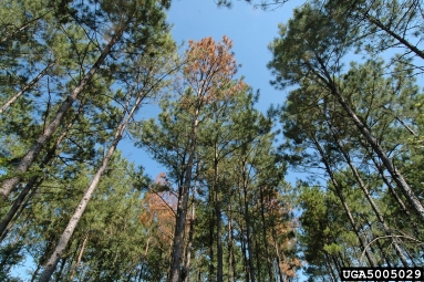 black turpentine beetle (Dendroctonus terebrans ) on loblolly pine (Pinus taeda ) - 5005029