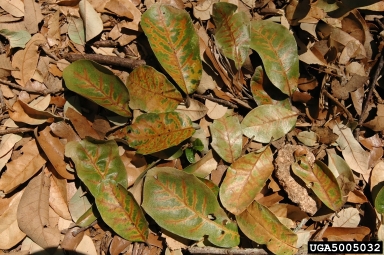 oak wilt (Ceratocystis fagacearum ) on Texas live oak (Quercus fusiformis ) - 5005032