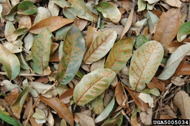 oak wilt (Ceratocystis fagacearum ) on Texas live oak (Quercus fusiformis ) - 5005034