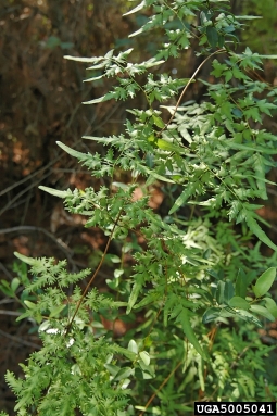 Japanese climbing fern, Lygodium japonicum  (Polypodiales: Lygodiaceae) - 5005041