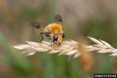 Syrphid fly, Arctophila superbiens  (Diptera: Syrphidae) - 5005048