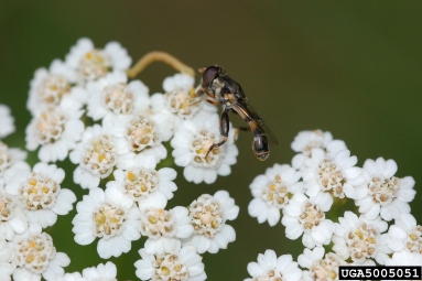 Syrphid fly, Syritta pipiens  (Diptera: Syrphidae) - 5005051
