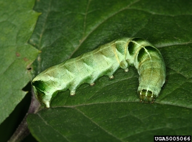 sphinx or hawk moths,    (Lepidoptera: Sphingidae) - 5005066