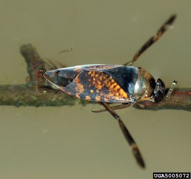 backswimmer, Notonecta irrorata  (Hemiptera: Notonectidae) - 5005072