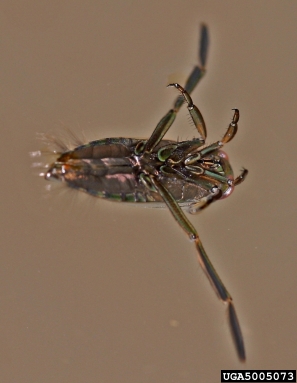 backswimmers,    (Hemiptera: Notonectidae) - 5005073