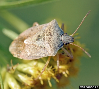 stink bugs, Euschistus spp.  (Hemiptera: Pentatomidae) - 5005076