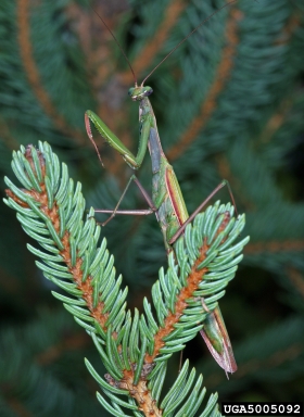 mantids,    (Mantodea: Mantidae) - 5005092