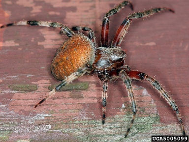 orb weaver, Neoscona crucifera  (Araneae: Araneidae) - 5005099