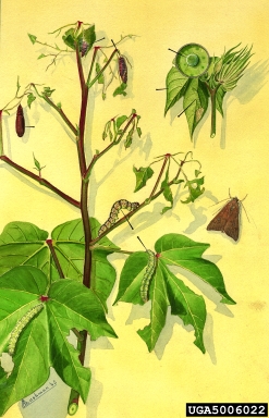 cotton leafworm, tobacco cutworm, Spodoptera litura  (Lepidoptera: Noctuidae) - 5006022