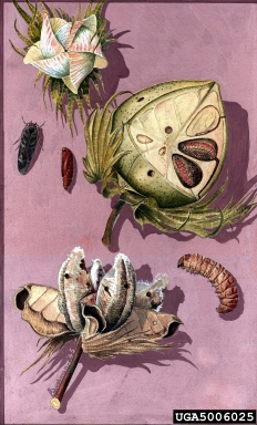 pink bollworm, Pectinophora gossypiella  (Lepidoptera: Gelechiidae) - 5006025