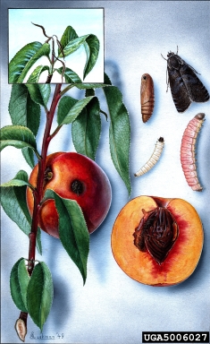 Oriental fruit moth, Grapholita molesta  (Lepidoptera: Tortricidae) - 5006027